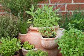 Growing herbs sustainably