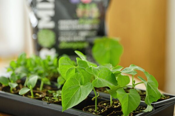 Growing vegetables from seeds