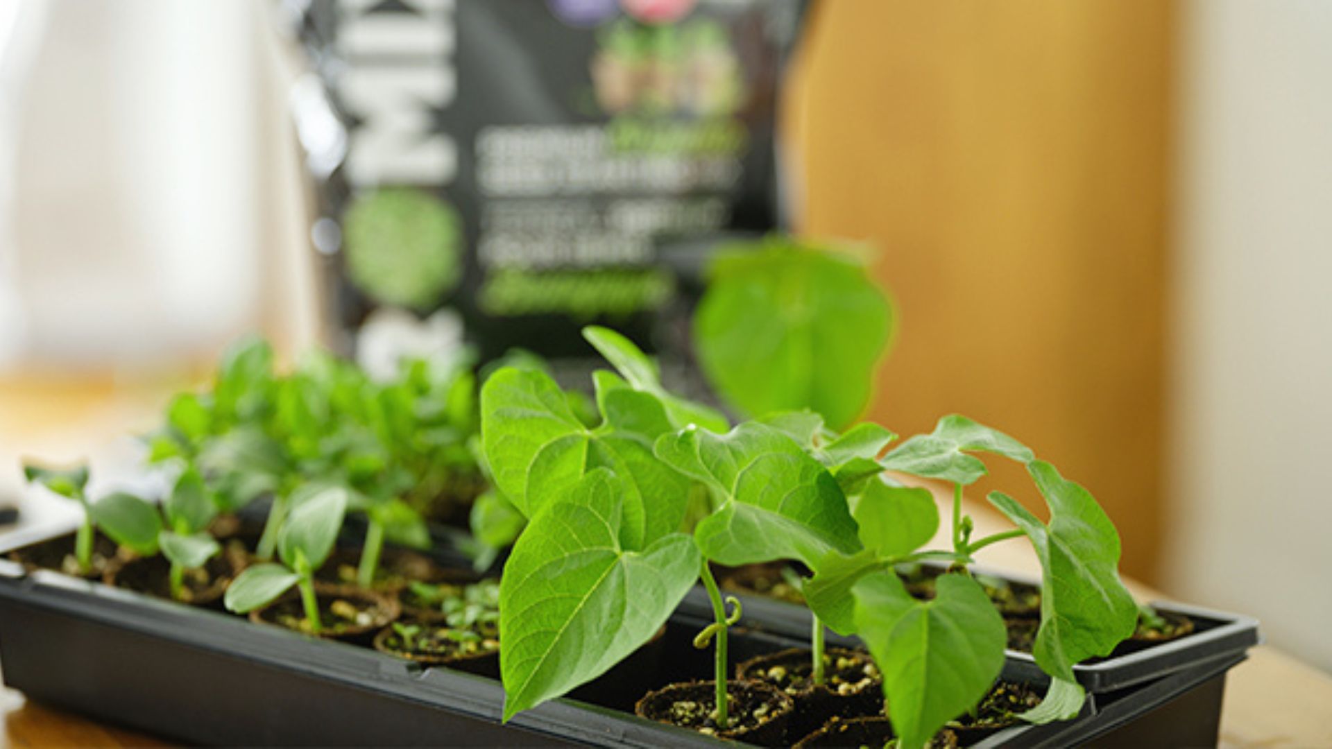 Growing vegetables from seeds