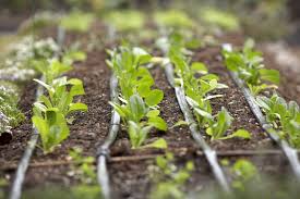 Growing vegetables from seeds
