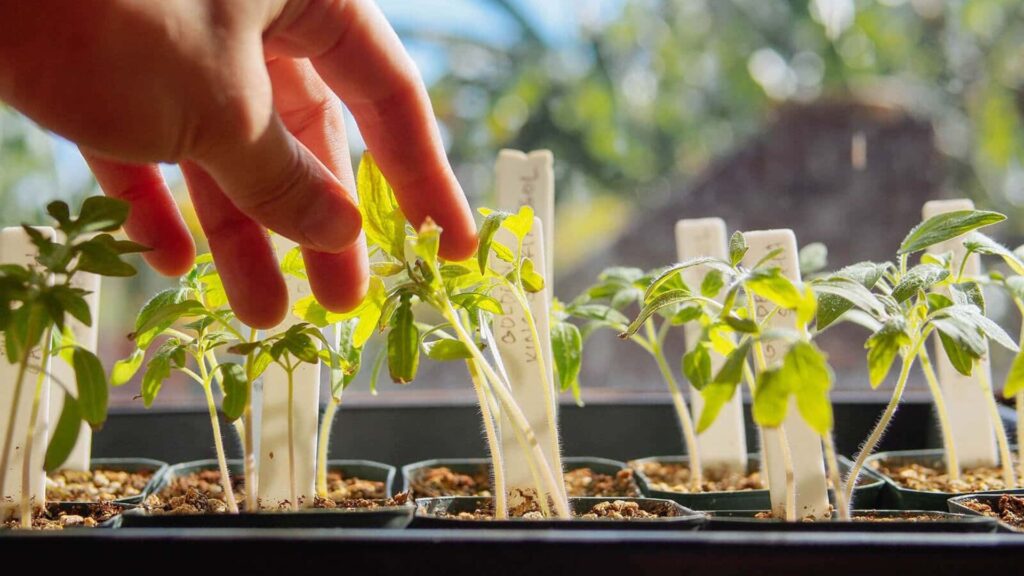 Hardening Off Nursery Seedlings.