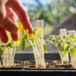 Hardening Off Nursery Seedlings.