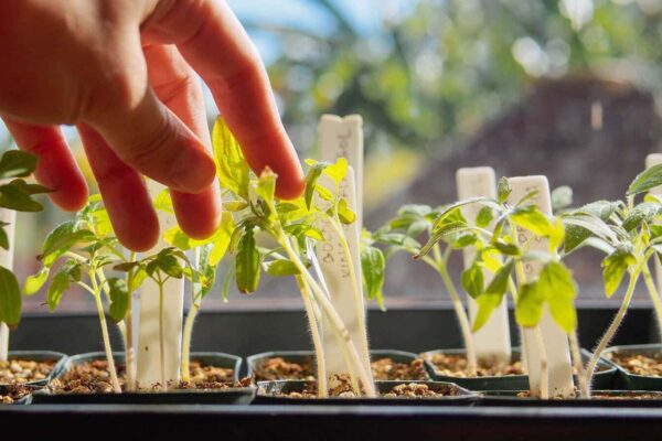 Hardening Off Nursery Seedlings.
