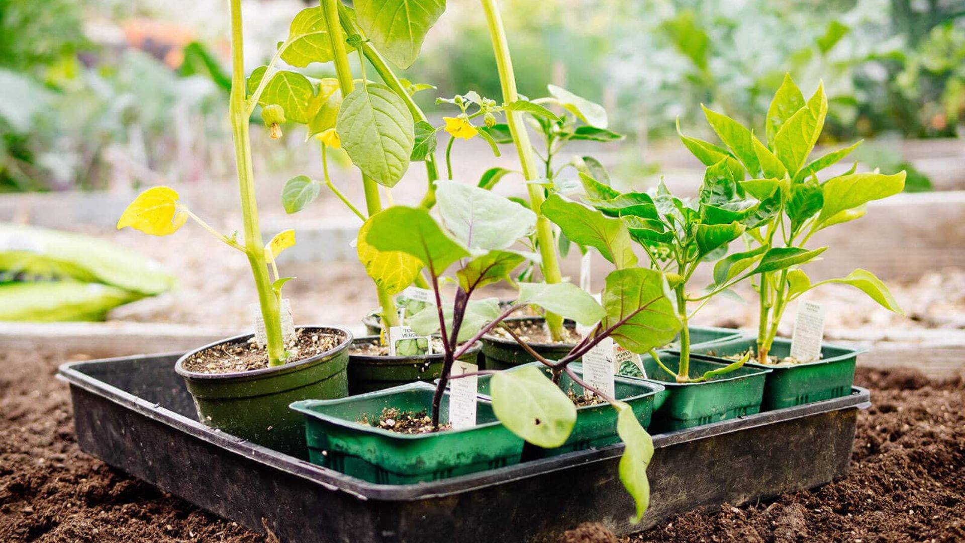 Hardening Off Nursery Seedlings