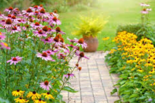 Hardy plants for sunny gardens
