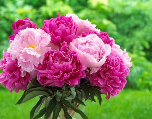 Hardy plants for sunny gardens