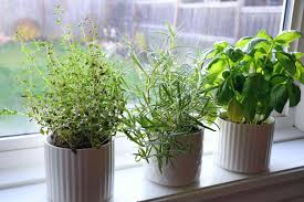 Herbs for your kitchen