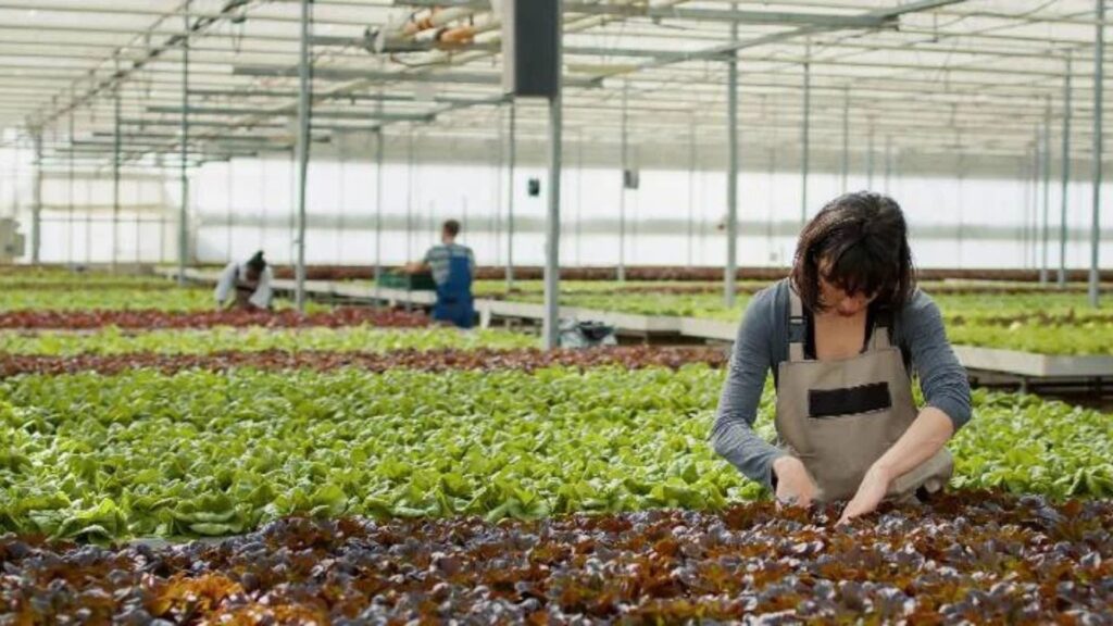 High Yield Strategies For Green Farming