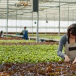 High Yield Strategies For Green Farming