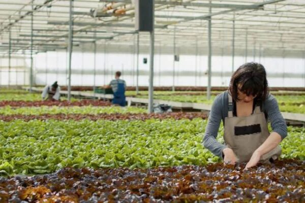 High Yield Strategies For Green Farming High Yield Strategies For Green Farming