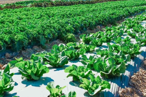 How Green Farming Supports Biodiversity (1)