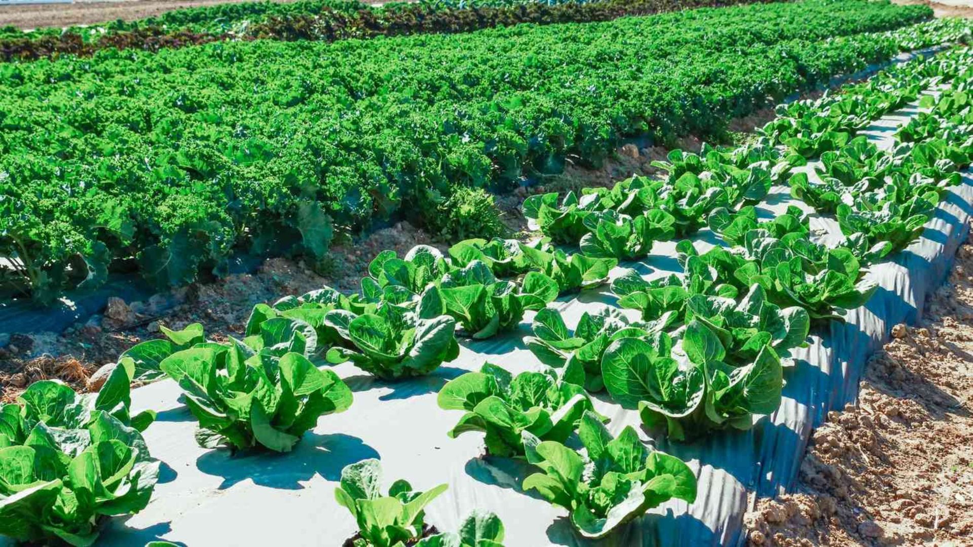 How Green Farming Supports Biodiversity (1)