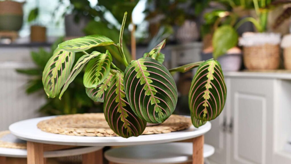 How to Care for Indoor Plants in Low Light Homes