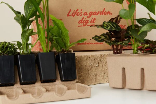 How to Package Plants for Delivery Without Damage