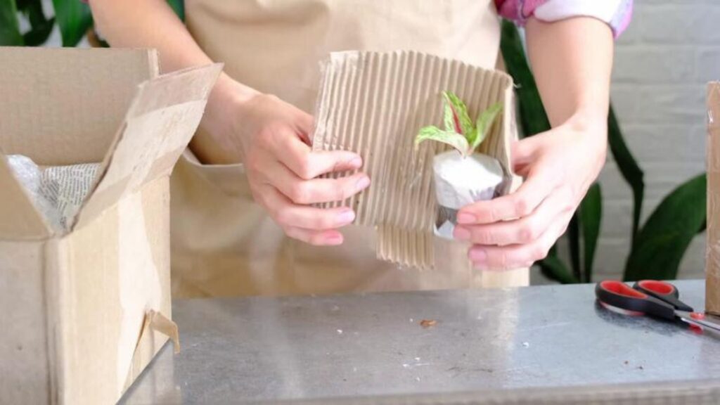 How to Package Plants for Delivery Without Damage