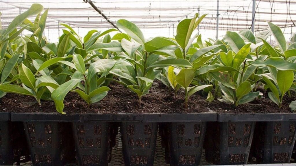 How to Price Plants in Your Nursery for Profit (1)