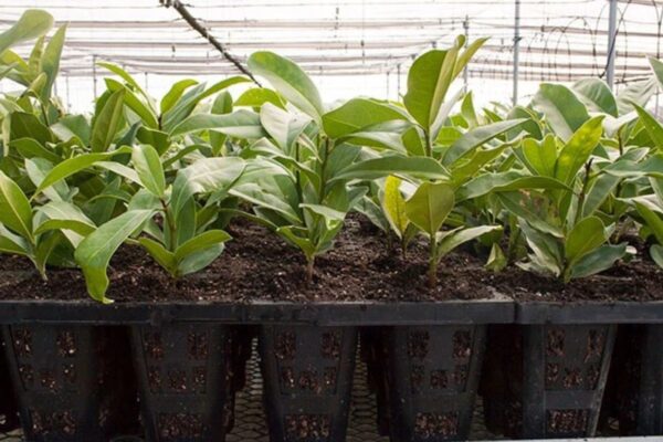 How to Price Plants in Your Nursery for Profit (1)