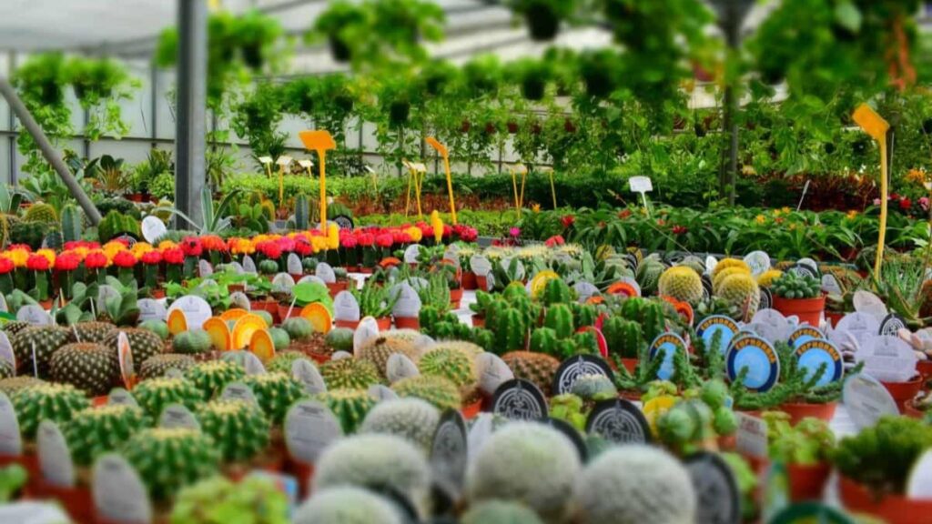 How to Price Plants in Your Nursery for Profit