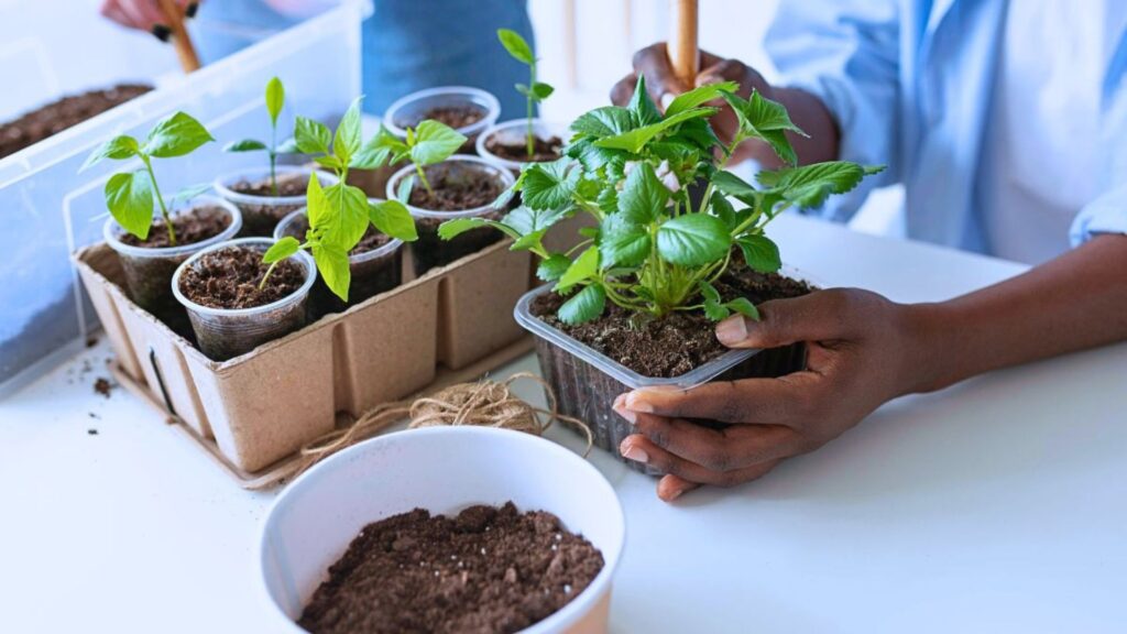 How to Propagate Indoor Plants the Easy Way