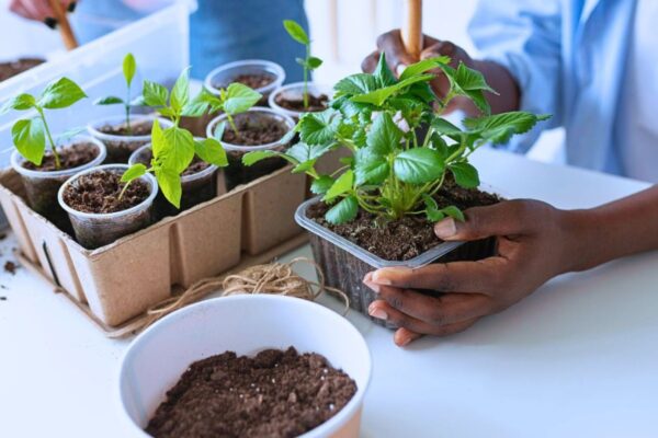 How to Propagate Indoor Plants the Easy Way