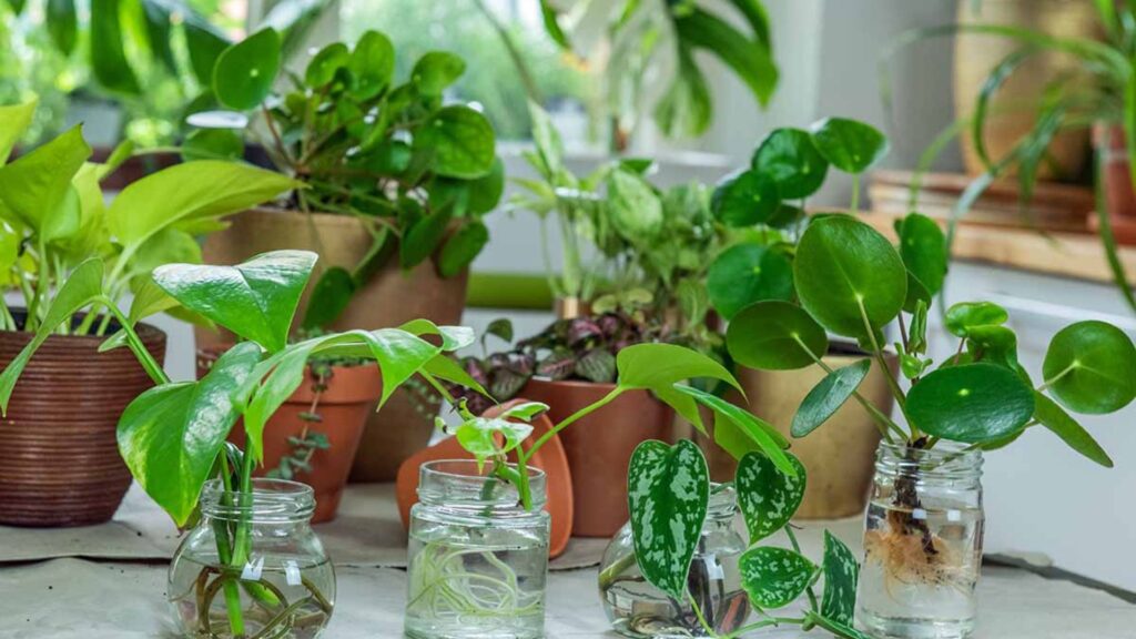 How to Propagate Indoor Plants the Easy Way