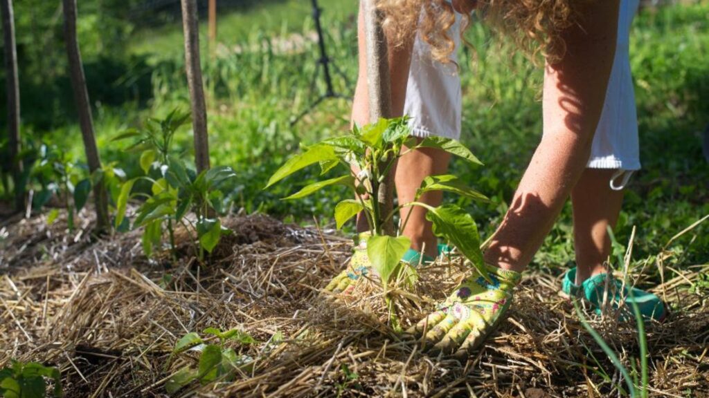 How to Protect Outdoor Plants During Extreme Weather