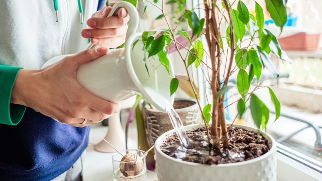 How to Revive a Dying Houseplant: Step-by-Step