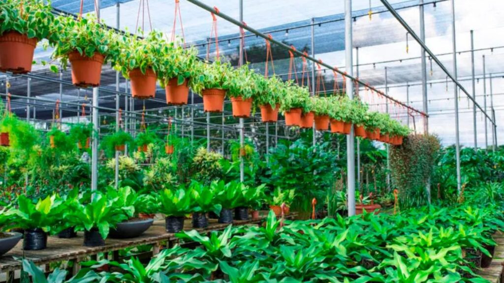 How to Start a Profitable Plant Nursery at Home