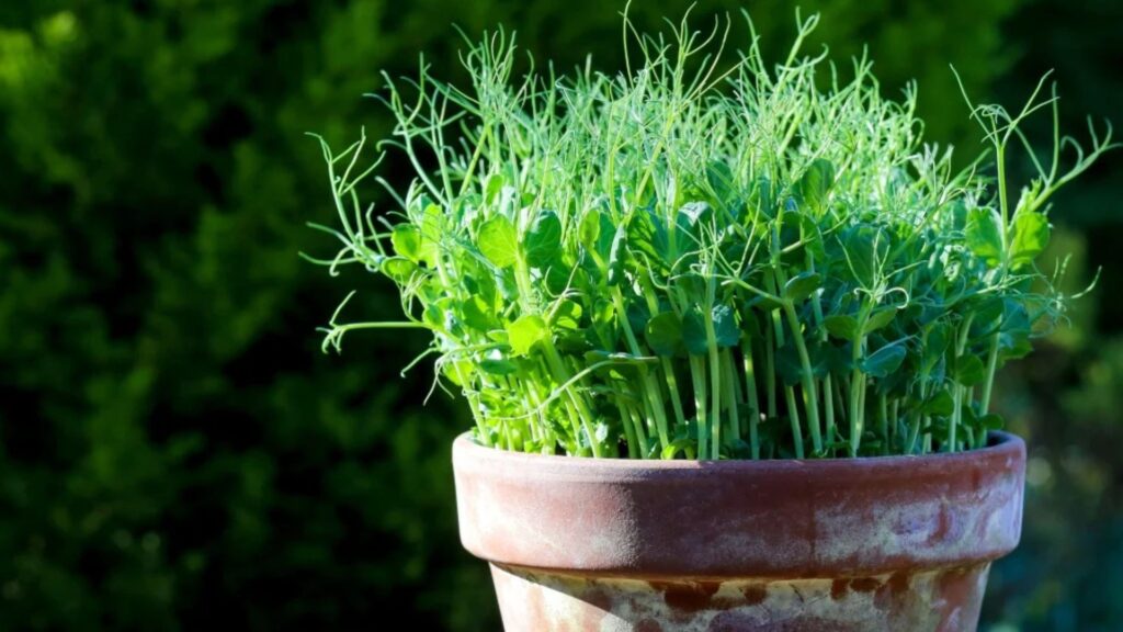 How to Turn Your Backyard Into a Micro-Green Farm