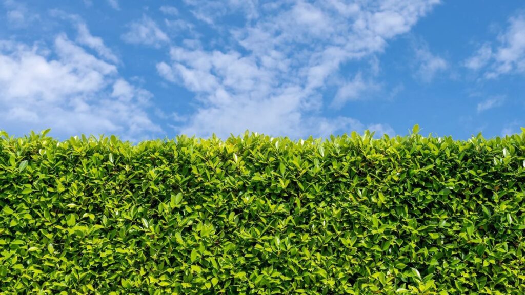 How to Use Outdoor Plants as Living Fences or Borders