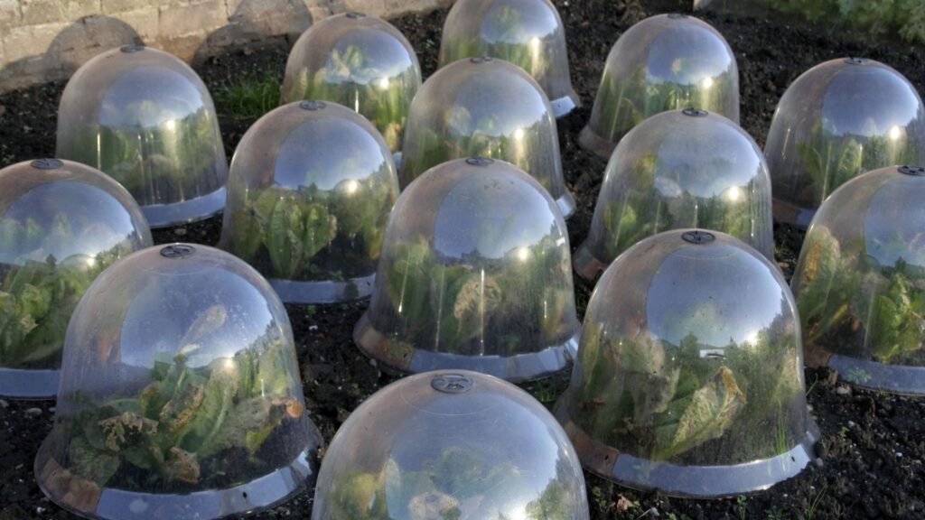 How to protect plants from frost