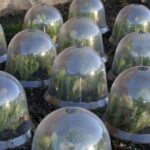 How to protect plants from frost
