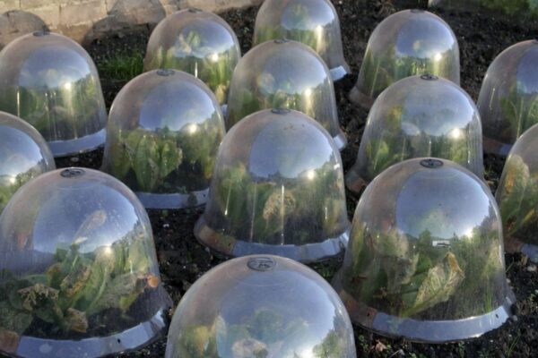 How to protect plants from frost
