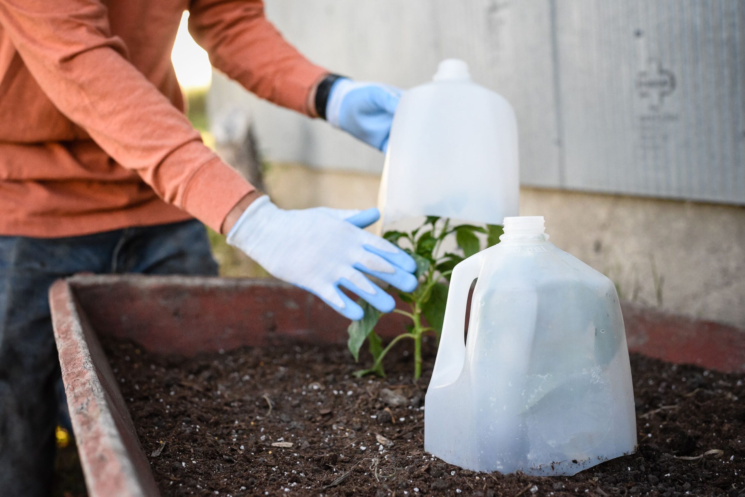 How to protect plants from frost