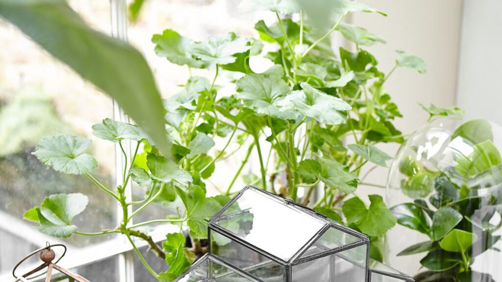 Indoor Plant Trends for 2025 What’s In and What’s Out (1)