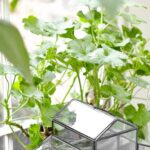 Indoor Plant Trends for 2025 What’s In and What’s Out (1)