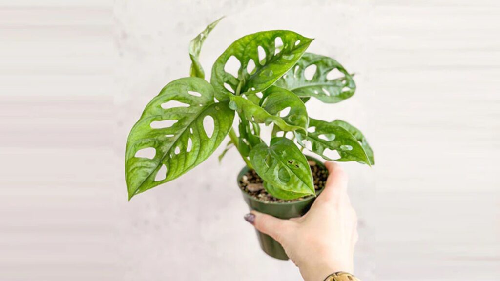 Indoor Plant Trends for 2025 What’s In and What’s Out