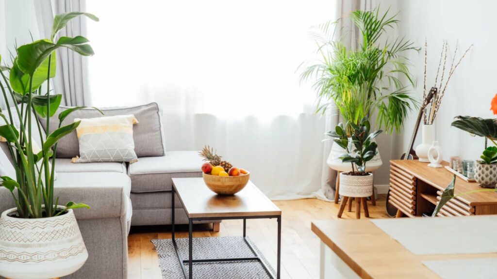Indoor Plants Thrive In Apartments.