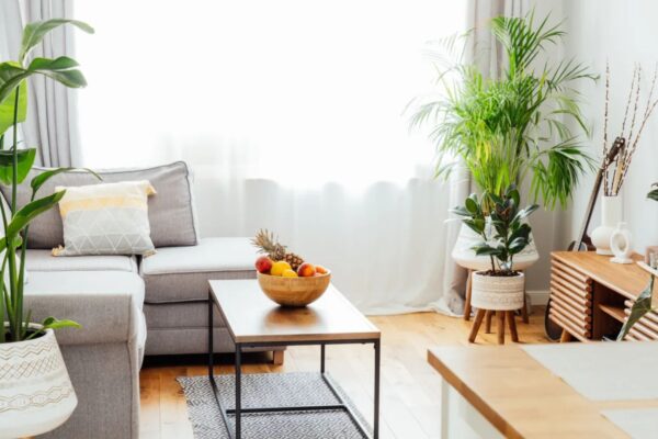 Indoor Plants Thrive In Apartments.