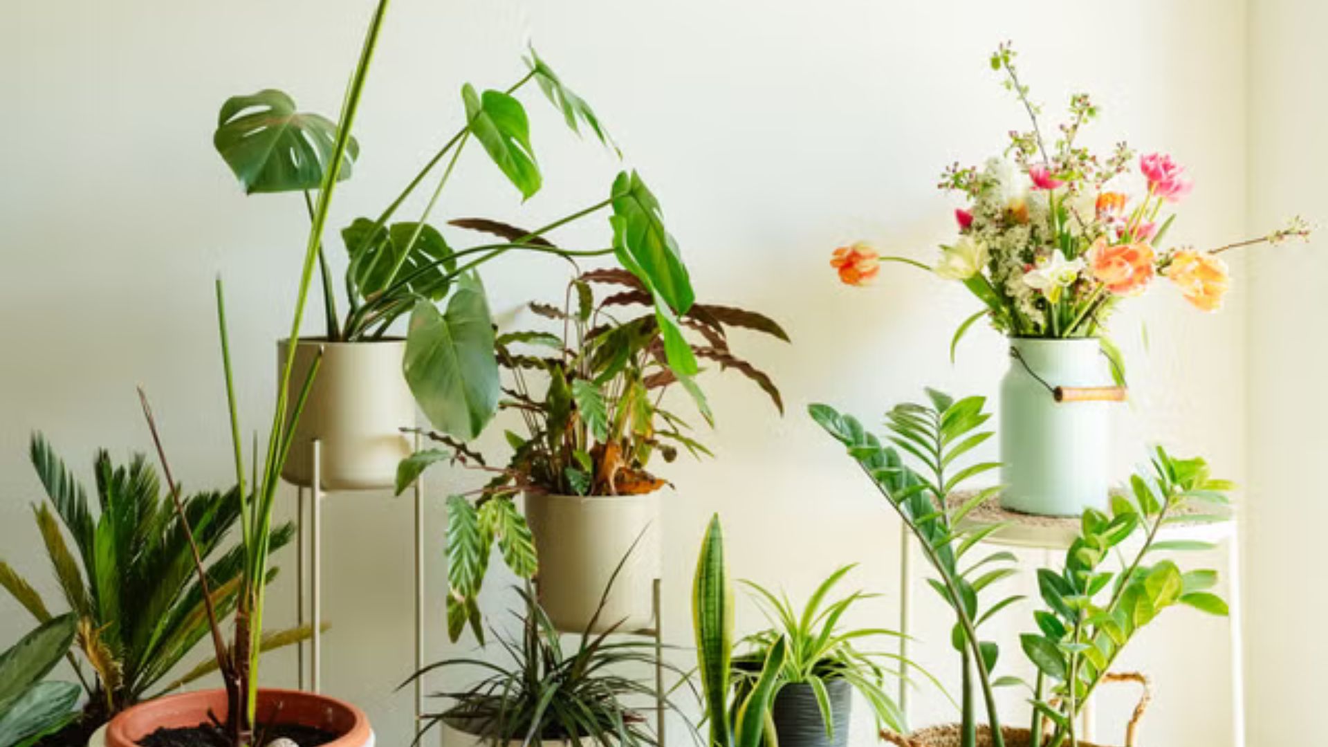 Indoor Plants Thrive In Apartments