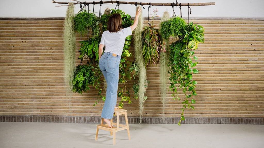 SEO Details: Keyword: Indoor hanging plant ideas Meta Title: Indoor Hanging Plant Ideas | Stylish, Space-Saving Greenery Meta Description: Discover beautiful indoor hanging plant ideas to transform your space. From low-maintenance picks to creative display tips, elevate your home with greenery.