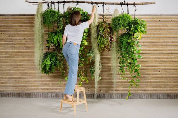SEO Details: Keyword: Indoor hanging plant ideas Meta Title: Indoor Hanging Plant Ideas | Stylish, Space-Saving Greenery Meta Description: Discover beautiful indoor hanging plant ideas to transform your space. From low-maintenance picks to creative display tips, elevate your home with greenery.