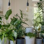 Indoor nursery tips