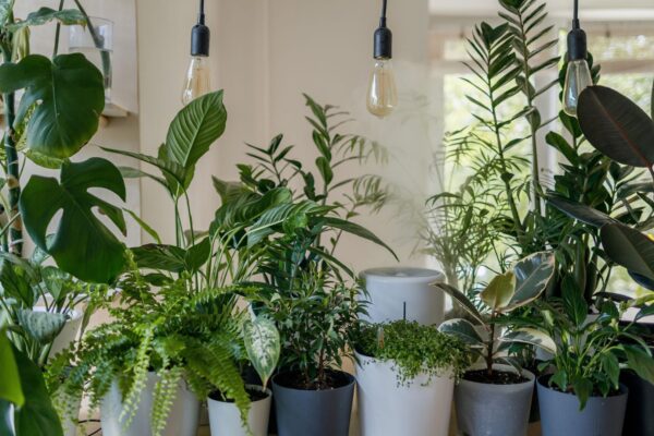 Indoor nursery tips