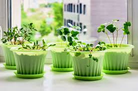 Indoor nursery tips