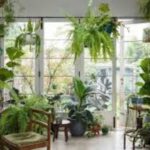 Indoor plants for mental wellness