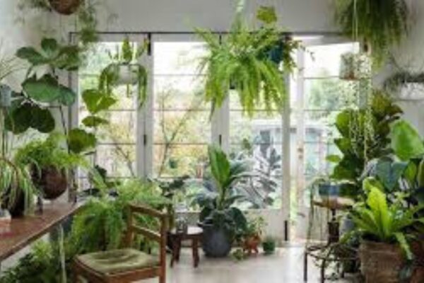 Indoor plants for mental wellness