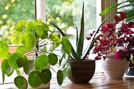 Indoor plants for mental wellness