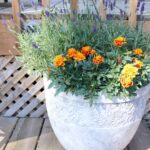 Insect Repelling Outdoor Plants Arrangements.