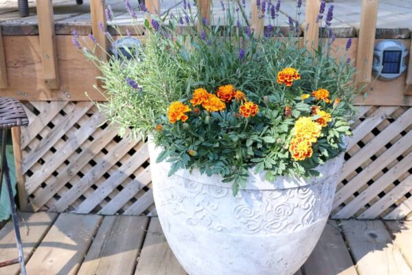 Insect Repelling Outdoor Plants Arrangements.